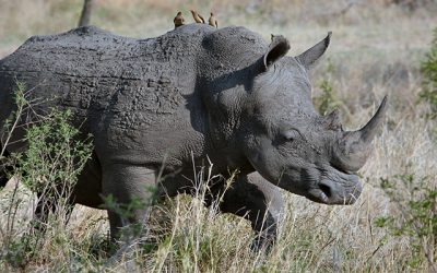 Accessing the Rhino Issue as an Independent Filmmaker