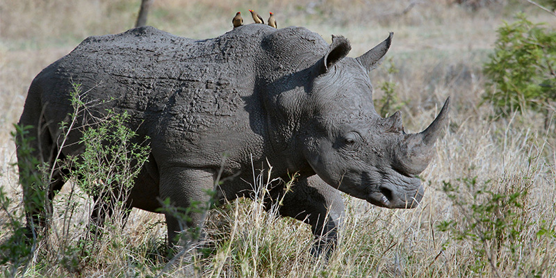 Accessing the Rhino Issue as an Independent Filmmaker