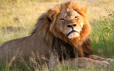 Why Cecil unmasks Humanity