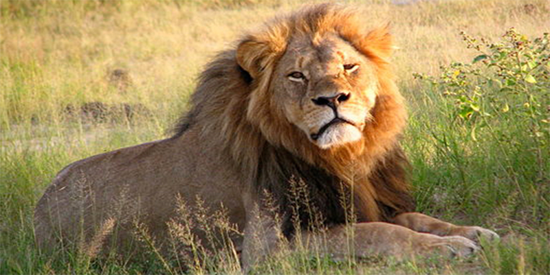 Why Cecil unmasks Humanity